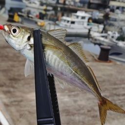 アジ
