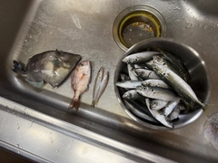 アジの釣果