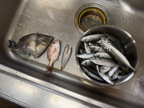 アジの釣果