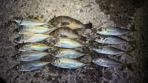 アジの釣果