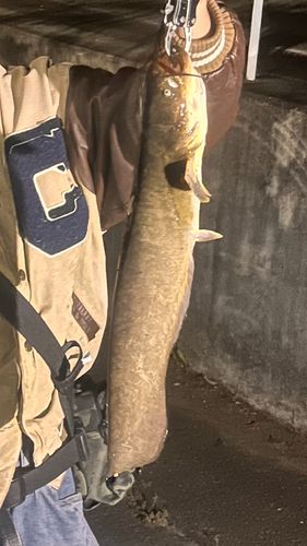 ナマズの釣果