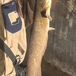 ナマズ