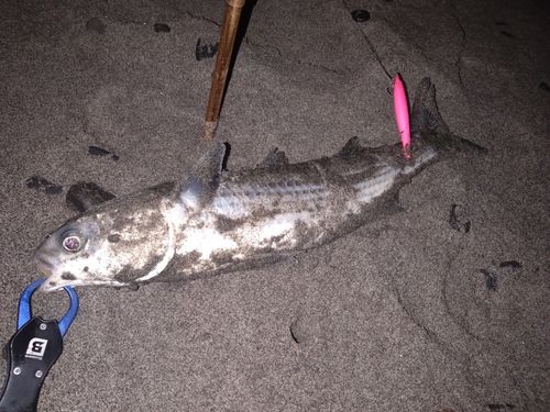 ボラの釣果