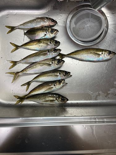マアジの釣果