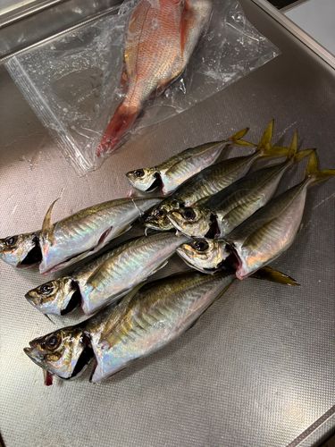 アジの釣果