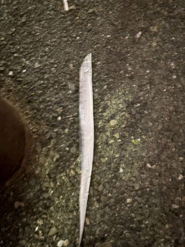 タチウオの釣果