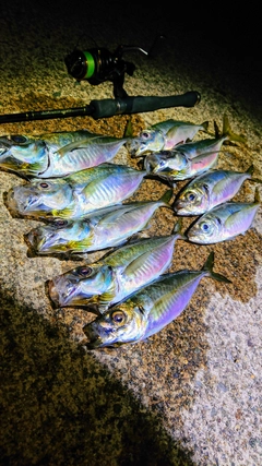 アジの釣果