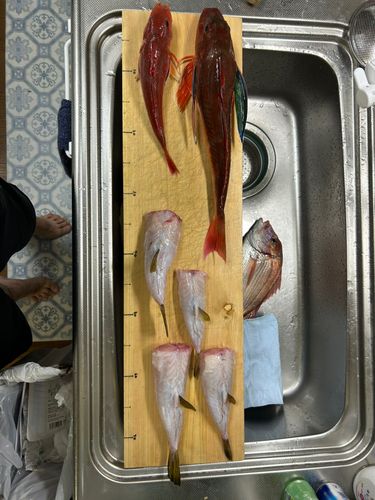 ハナダイの釣果