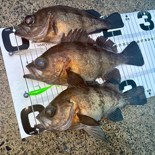 メバルの釣果
