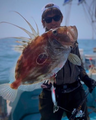 マトウダイの釣果