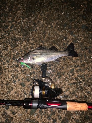 セイゴ(マルスズキ)の釣果