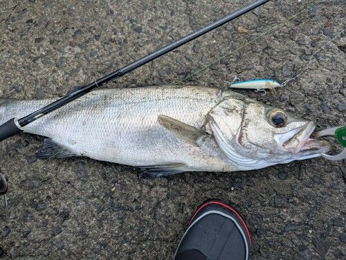 ヒラスズキの釣果