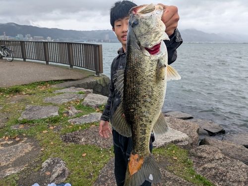 総門川で釣れたブラックバスの釣り・釣果情報 - アングラーズ