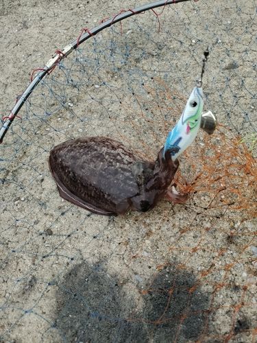 コウイカの釣果