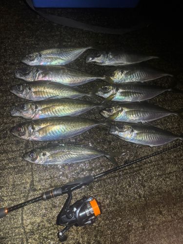 釣果