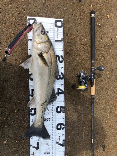 釣果