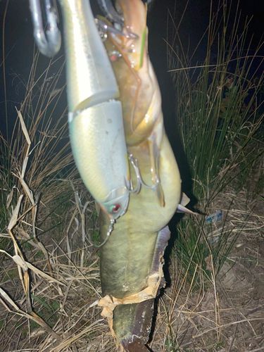 ナマズの釣果