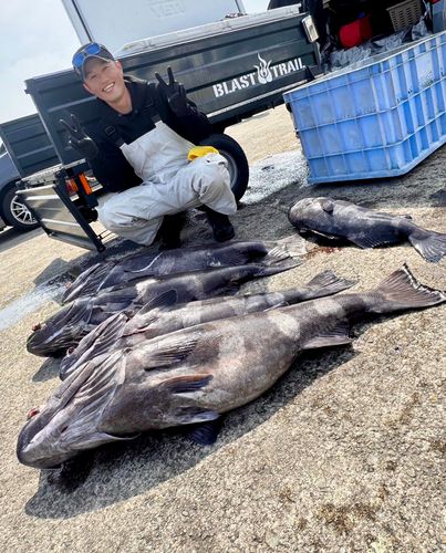 アブラボウズの釣果