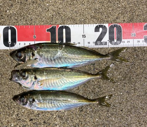 マアジの釣果