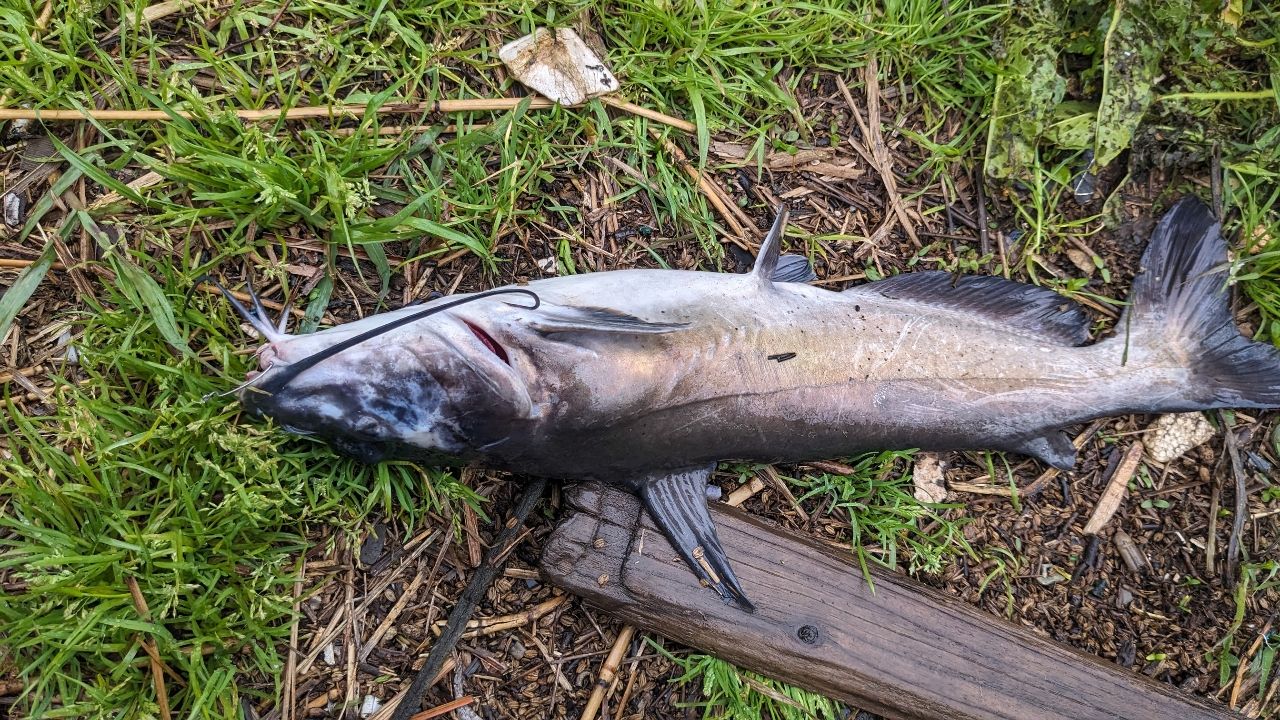 アメリカンキャットフィッシュ