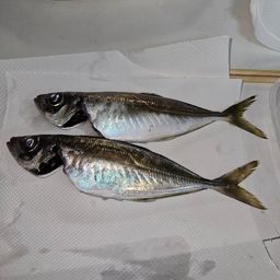 マアジ