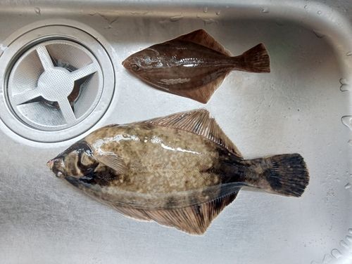 カレイの釣果