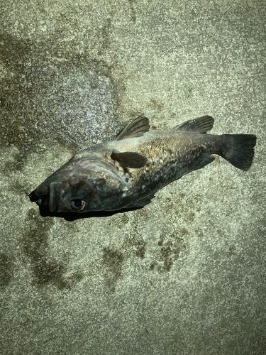 クロソイの釣果