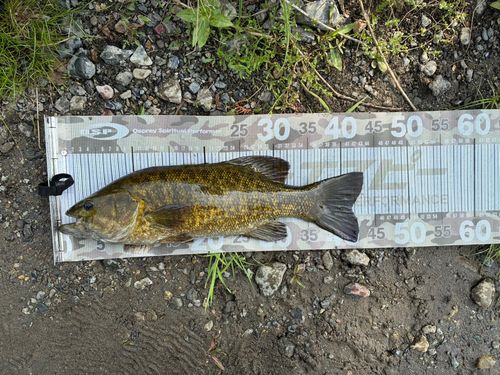 スモールマウスバスの釣果