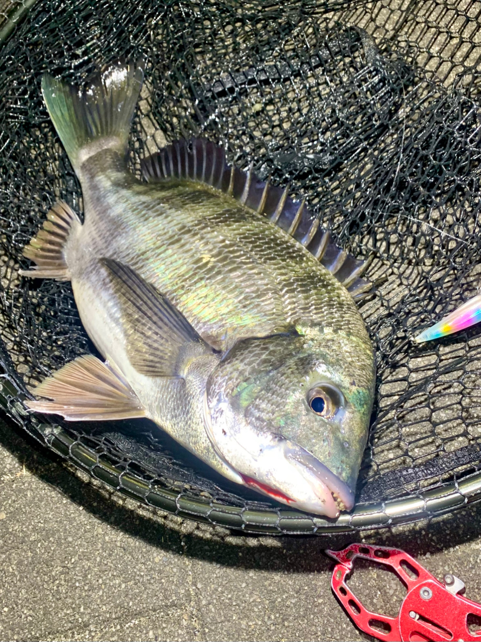 SHIMANO 20ヴァンフォード C3000SDHの最安値・インプレ・釣果 SHIMANO 20ヴァンフォード C3000SDHの最安値・インプレ・釣果