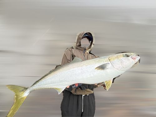 ブリの釣果