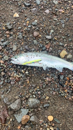 ニジマスの釣果