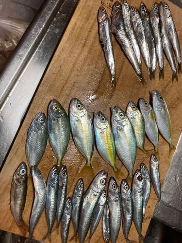 アジの釣果