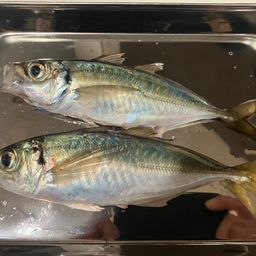 アジ