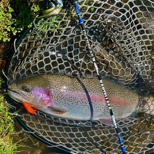 ニジマスの釣果