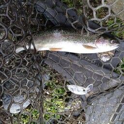 レインボートラウト