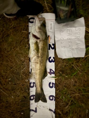 シーバスの釣果