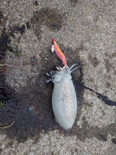 シリヤケイカの釣果