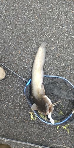 ナマズの釣果