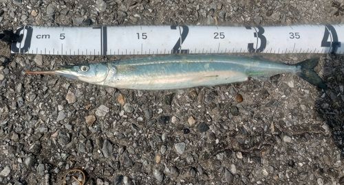 サヨリの釣果