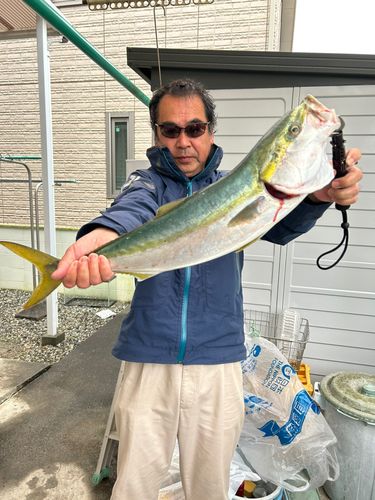 ハマチの釣果