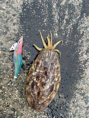 コウイカ