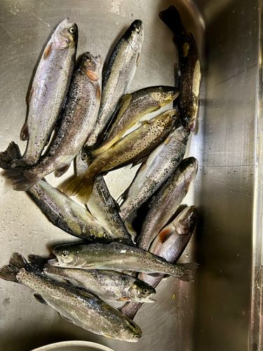 ニジマスの釣果