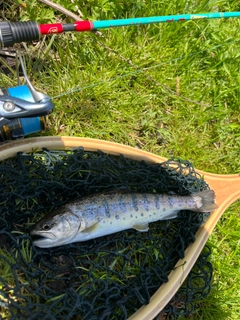 ヤマメの釣果
