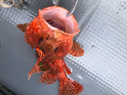 イズカサゴの釣果