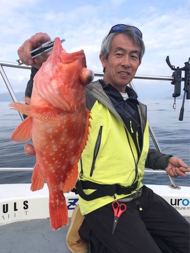 ウッカリカサゴの釣果