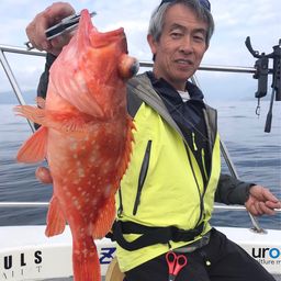 ウッカリカサゴ