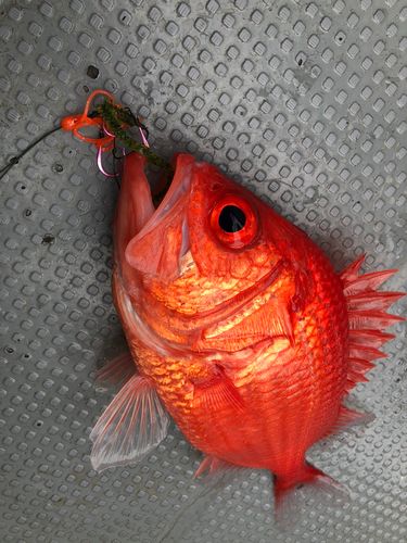 エビスダイの釣果