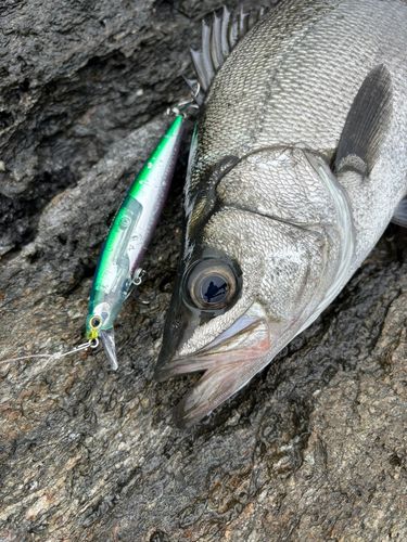ヒラスズキの釣果
