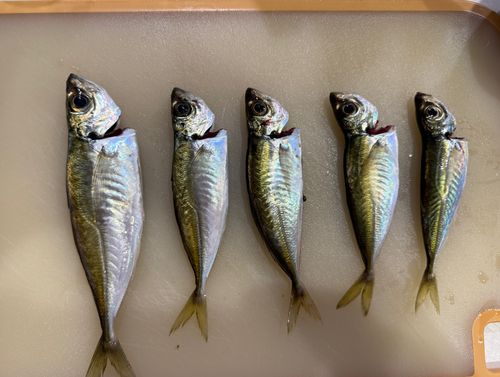 アジの釣果