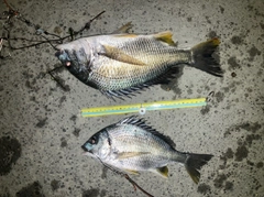 キビレの釣果